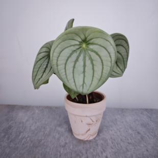 麒麟瓜椒草西瓜皮椒草盆栽 ins北欧绿植圆叶植物桌面小植物 室内