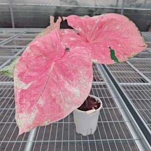 彩叶芋红莫妮卡海王幻想曲芭蕾舞鞋客厅观叶粉色飞溅室内观叶热植