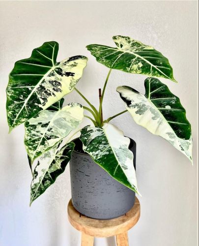 室内海芋锦化植物室内