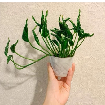 小丑绿萝皱叶绿萝哥斯拉三角帽子海芋竹芋水培网红稀有趣味绿植物图片