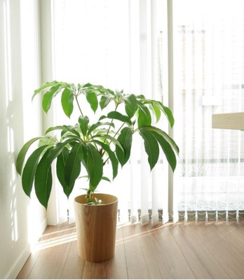 日本大叶伞保罗室内盆栽绿植物水培净化空气北欧风好养耐阴耐热