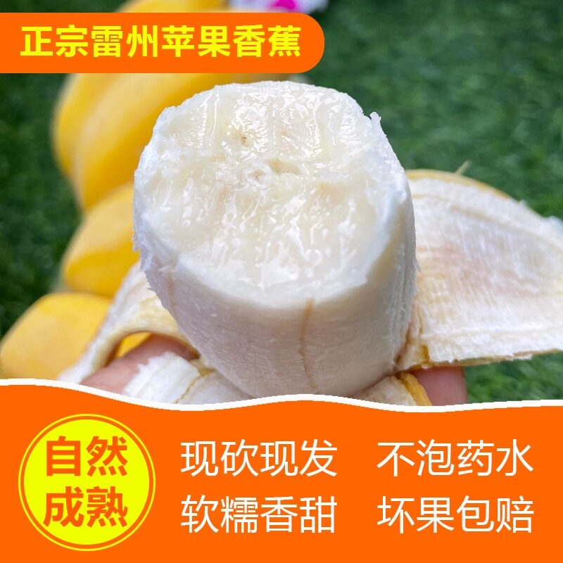 广东徐闻香蕉正宗苹果蕉现摘新鲜水果整箱包邮当季非小米蕉自然熟