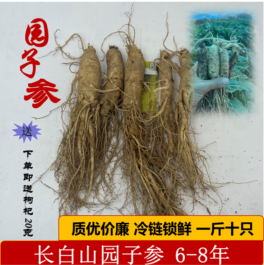 长白山新鲜人参六年生园子参泡酒煲汤一斤十只包邮现挖现售