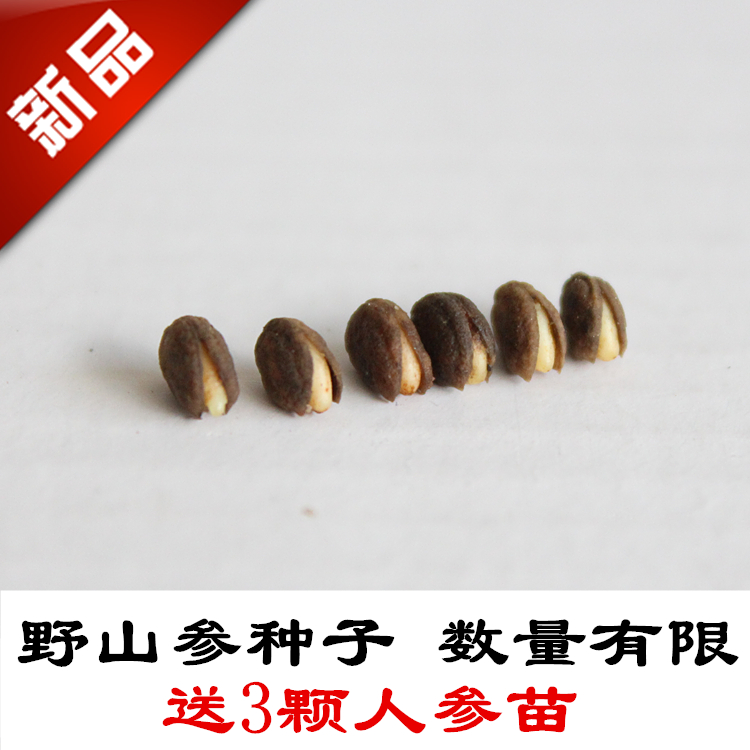 催芽长白山野山参种子包邮 送活人参苗 沙藏开口趣味阳台窗台植物