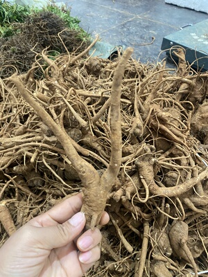 贵州山货新鲜当归