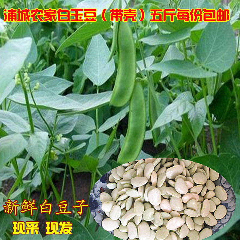 新鲜福建白豆子白玉豆五斤包邮