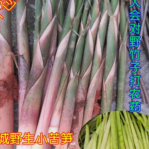 福建野生新鲜小苦笋去皮包邮
