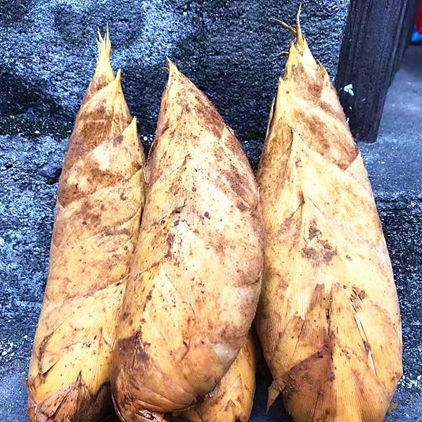 新鲜福建冬笋现挖野竹笋山珍嫩笋鲜蔬菜浦城农家笋带皮5斤/份包邮