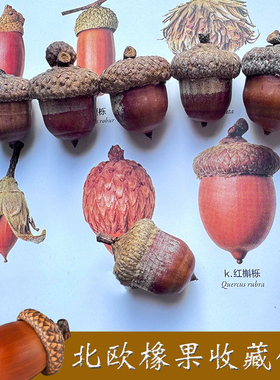 冰河世纪橡果 壳斗科天然种子橡果 植物种子 收藏种子图鉴 红槲栎