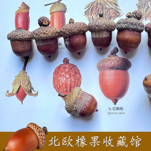 冰河世纪橡果 壳斗科天然种子橡果 植物种子 收藏种子图鉴 红槲栎