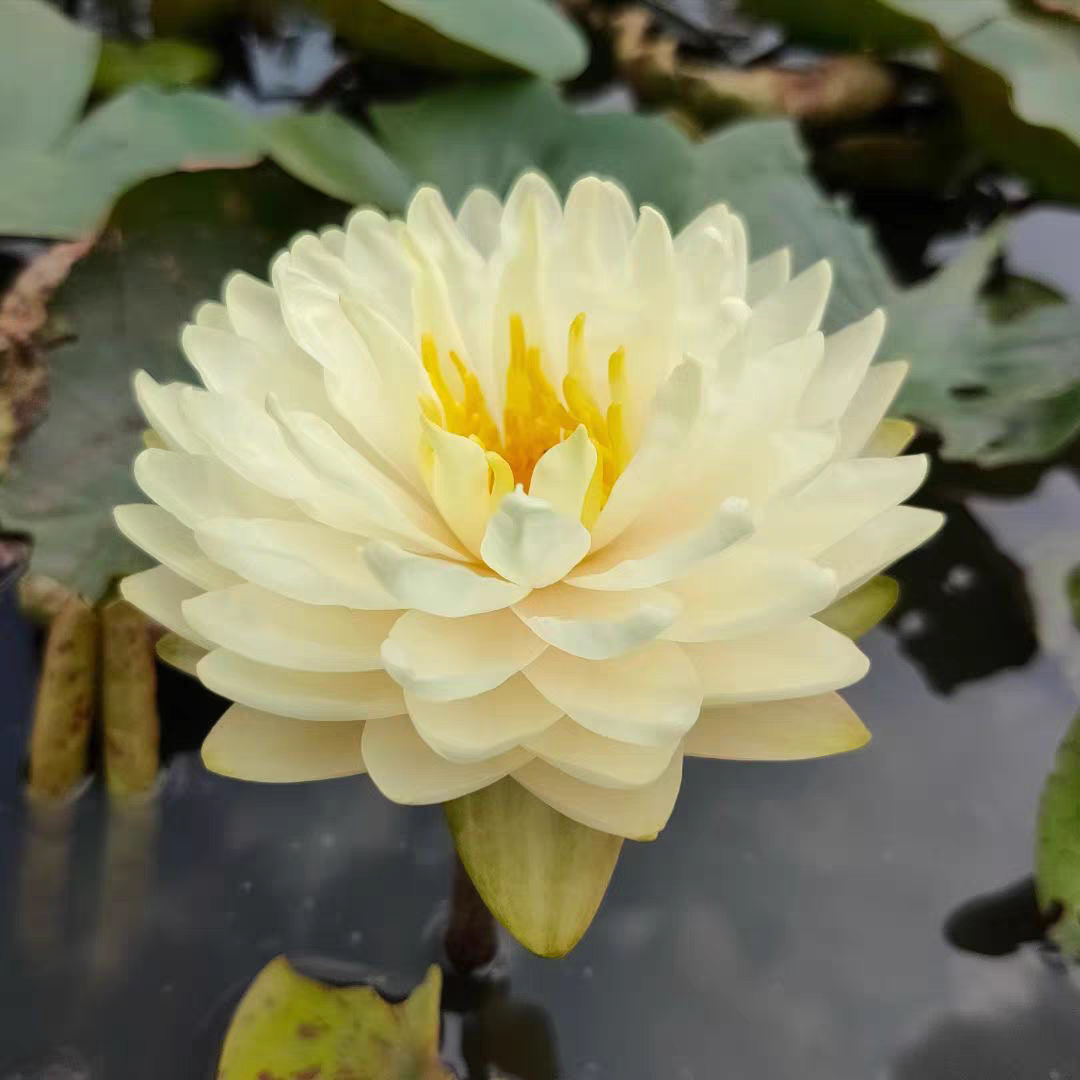 进口名贵精品耐寒睡莲根茎苗水生花卉柠檬色复瓣 品种 柠檬蛋糕