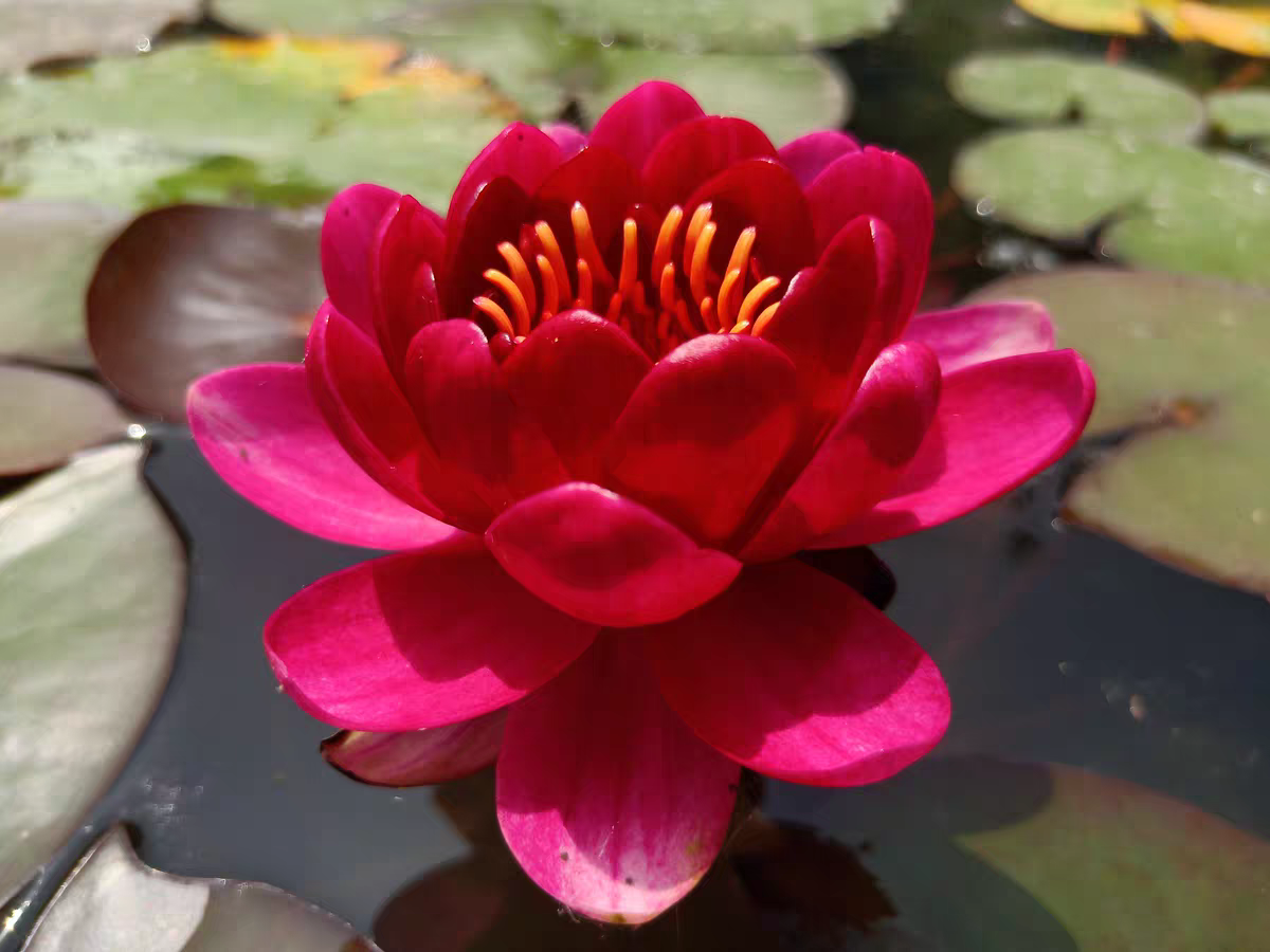 婴儿红 耐寒水生花卉荷花苗重瓣浓香带花苞水池四季睡莲花苗