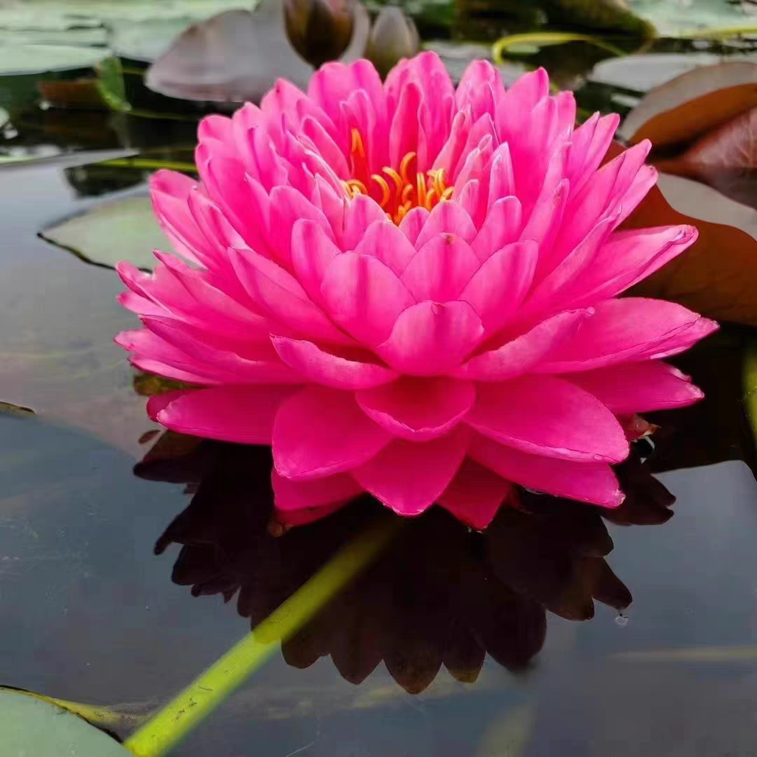 鸽子血  耐寒睡莲重瓣大花睡莲水生植物室内外庭院盆栽带花苞发货 鲜花速递/花卉仿真/绿植园艺 水生植物 原图主图