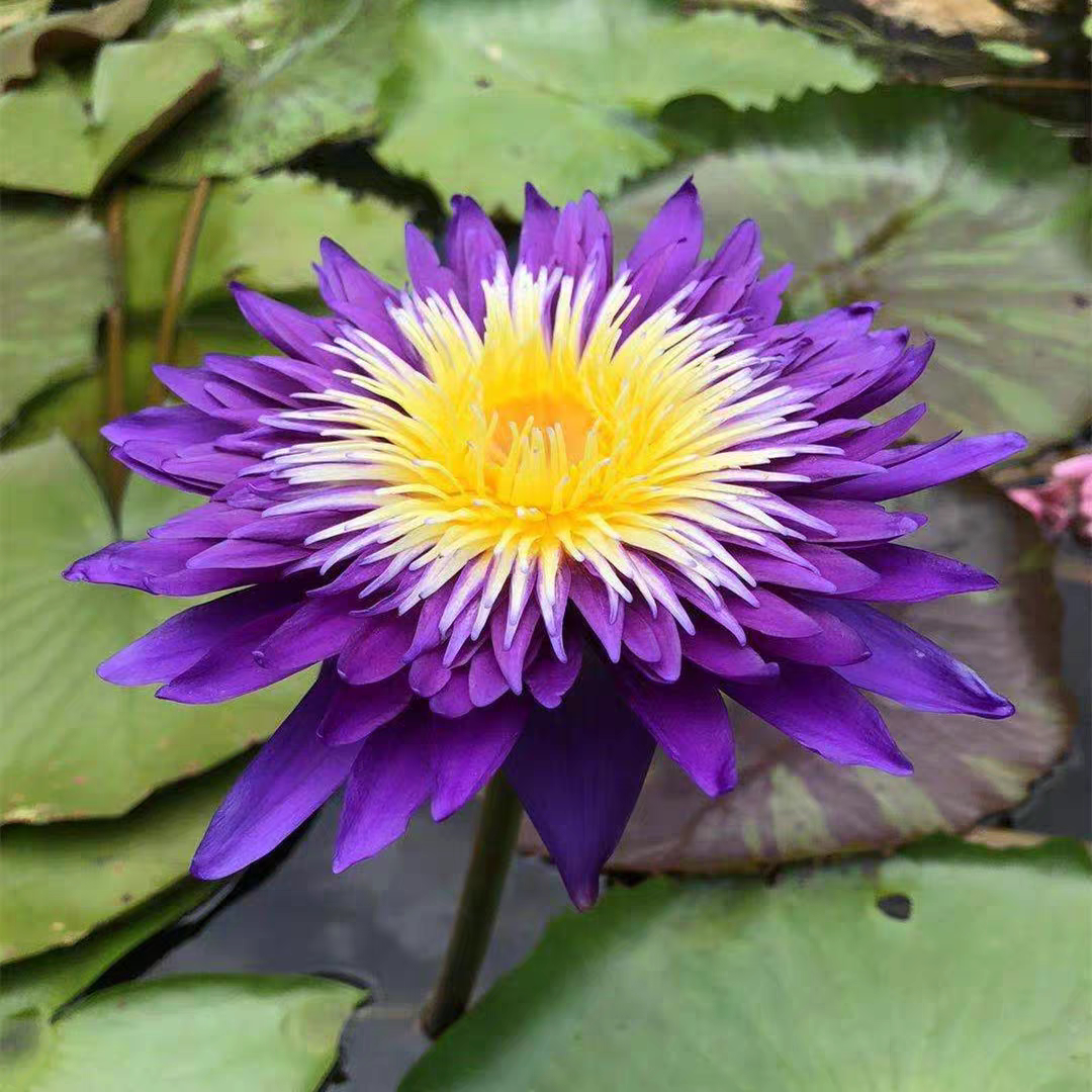 进口热带名贵紫色睡莲 银河系 莲花苗庭院水生植物花卉水景观赏