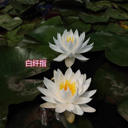 白纤指  莲花种茎变色白色睡莲根块水生植物花卉庭院别墅花园水池