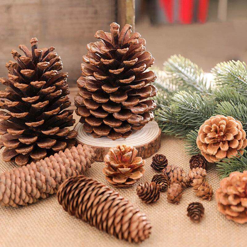 18 to 2cm Natural Pine Cones Christmas Pinecones Fall Hallow - 实物图