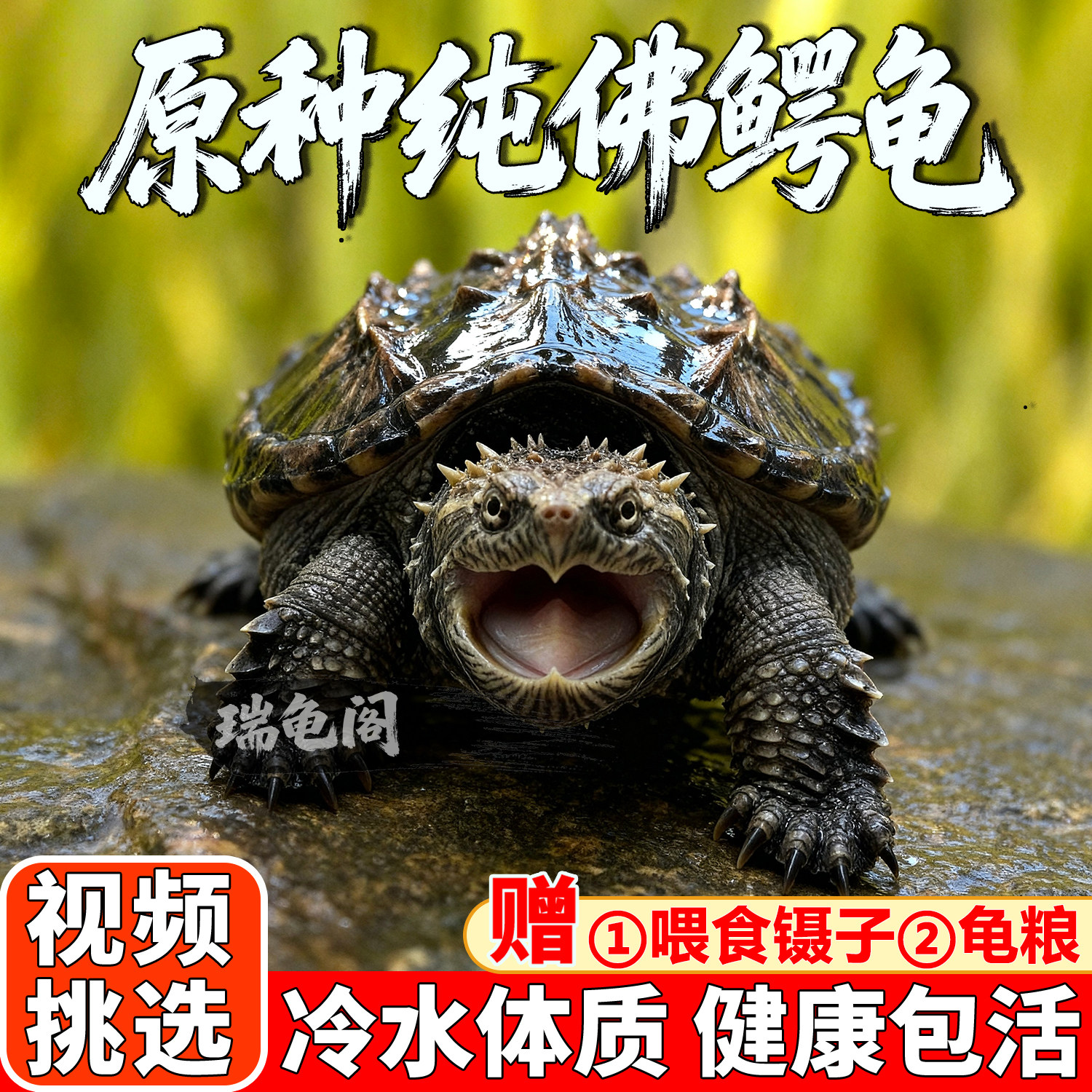鳄龟纯佛乌龟活物爆刺幼苗龟原种佛鳄北美拟小宠物苗适合家养的