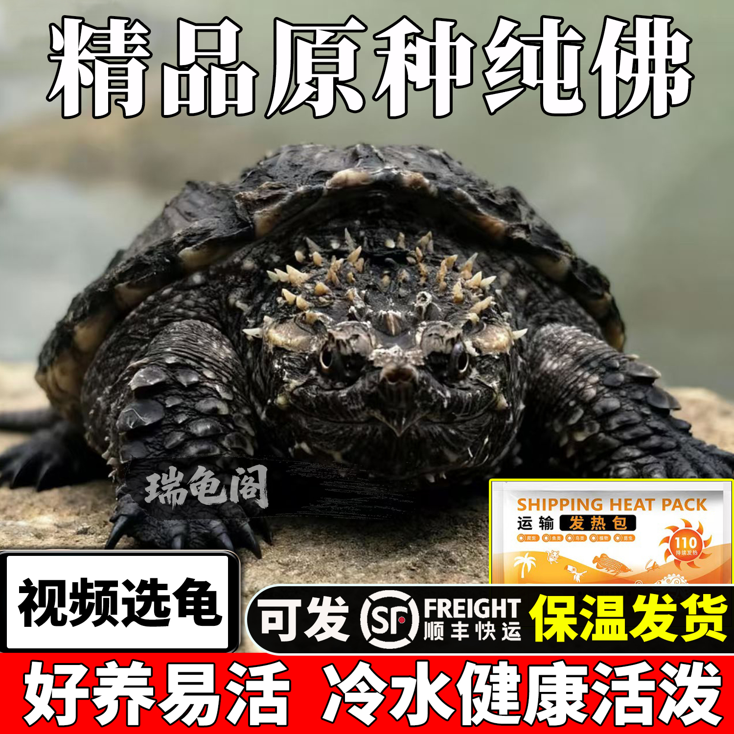 视频挑选纯佛鳄龟送龟粮喂食镊子