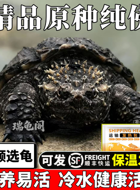 纯佛鳄龟爆刺乌龟宠物活物会认主人的龟原种暴小杂佛拟北美幼苗鱼