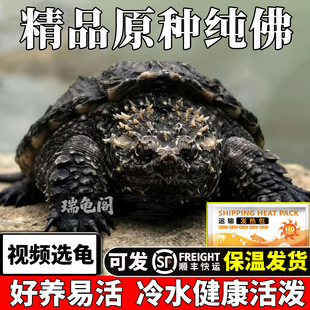 纯佛鳄龟爆刺乌龟宠物活物会认主人的龟原种暴小杂佛拟北美幼苗鱼