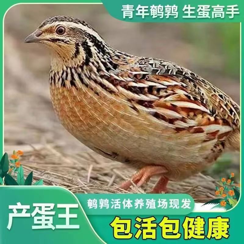 鹌鹑活苗10只青年下蛋黄羽鹌鹑鸟