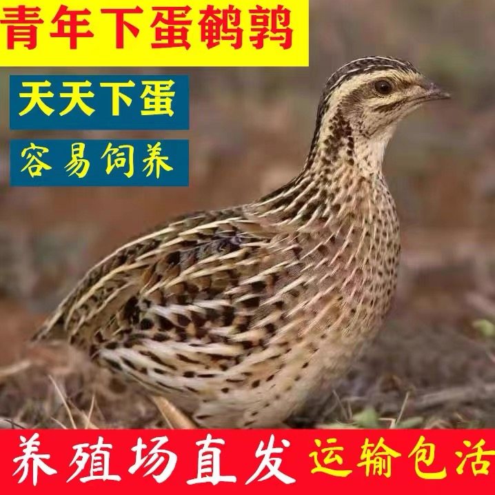 鹌鹑活苗青年鹌鹑鸟天天下蛋种鸡鸟