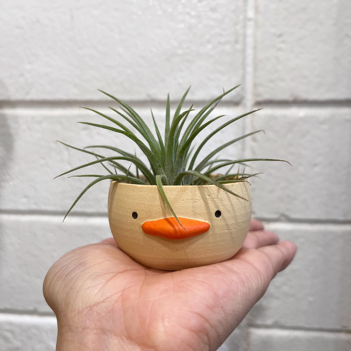 陶土韩国花盆创意花盆TeeUM迷你