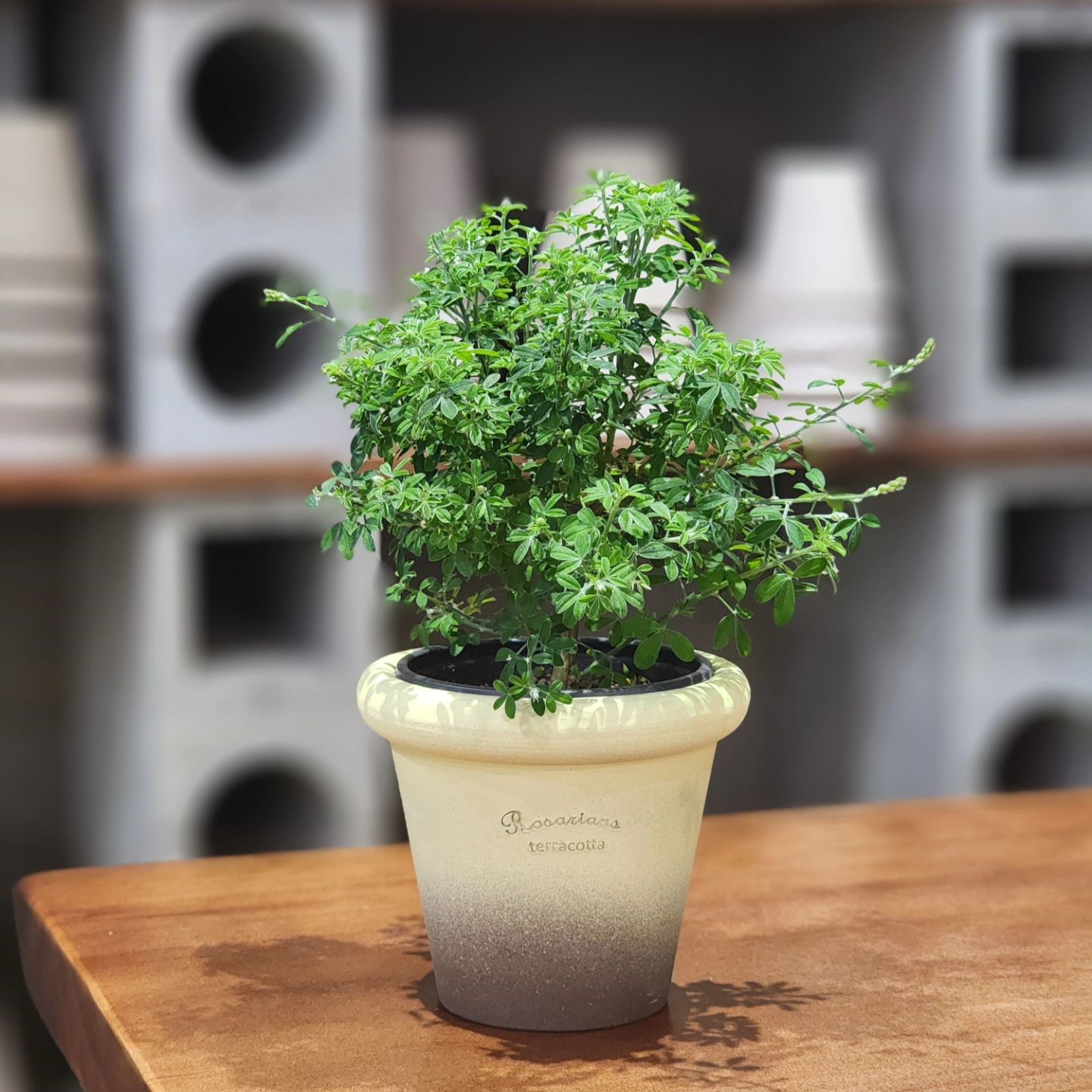 陶土韩国花盆ins同款TeeUM手工