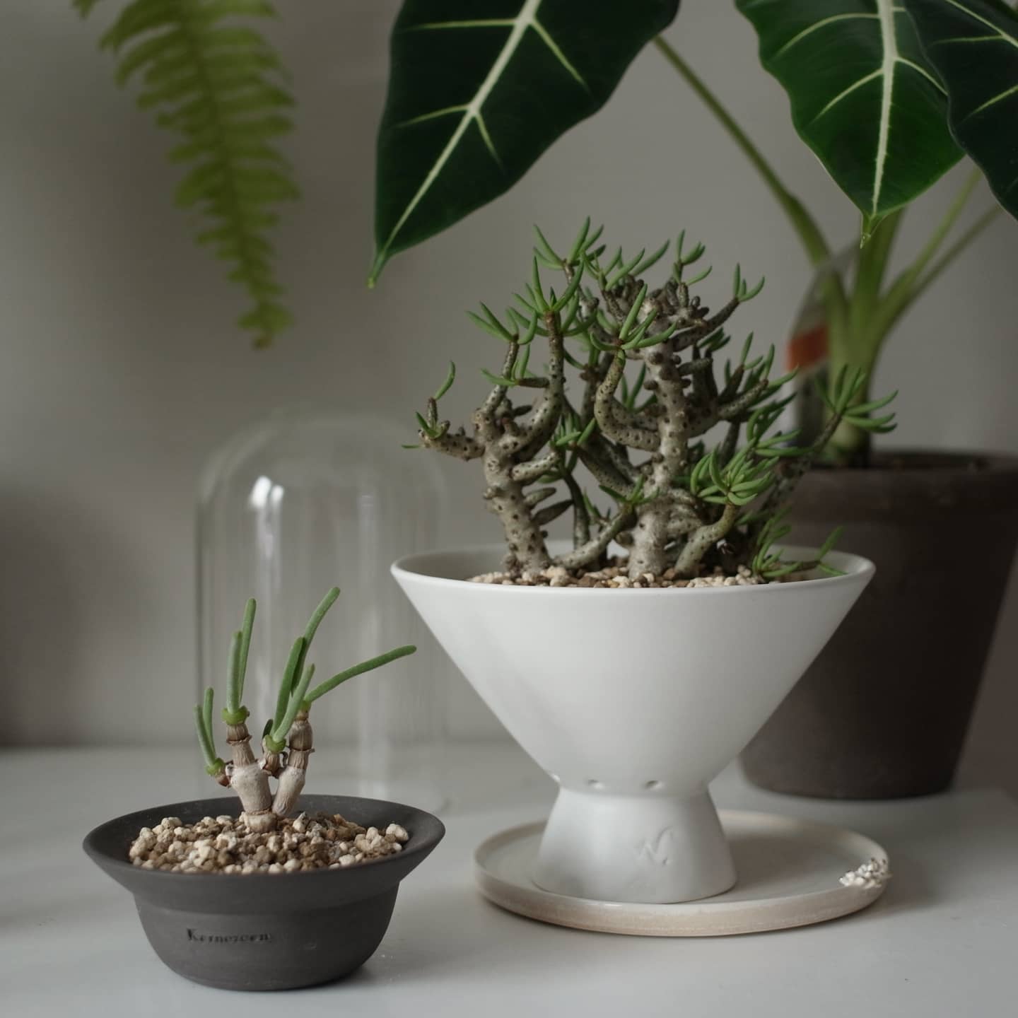 白瓷Ins花盆韩国花盆TeeUM