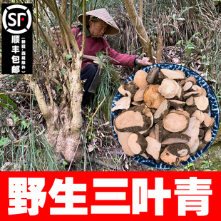 苗家正宗野生三叶青中药金线吊葫芦丝线吊金钟石老鼠免费打粉切片