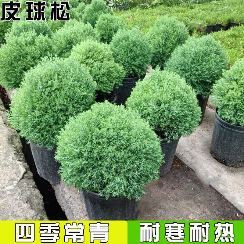 皮球松盆栽皮球柏树苗庭院别墅绿化球形植物工程苗木小香松盆栽