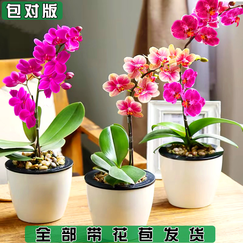 蝴蝶兰花苗大花浓香盆栽花卉客厅办公室植物兰花