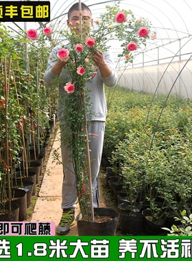 月季花苗四季开花爬藤蔷薇花攀援花卉植物藤本月季欧月大花浓香型