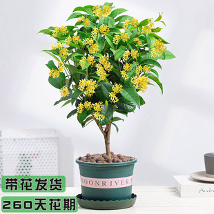四季开花桂花树苗盆栽客厅庭院植物浓香花卉四季循环开花带花发货