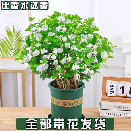 茉莉花苗带花发货树苗花卉植物庭院办公室盆栽净化空气浓香型好养