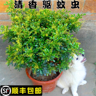 米兰花盆栽浓香型驱蚊虫四季 开花室内外净化空气米兰花苗花卉植物