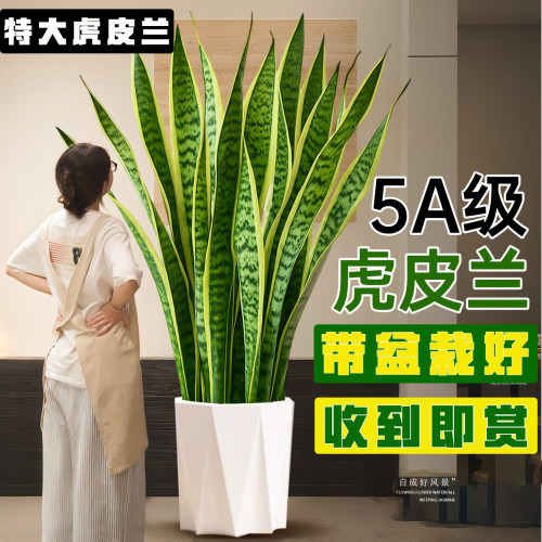 金边虎皮兰盆栽大型落地绿植净化空气花卉办公室客厅乔迁大厅植物