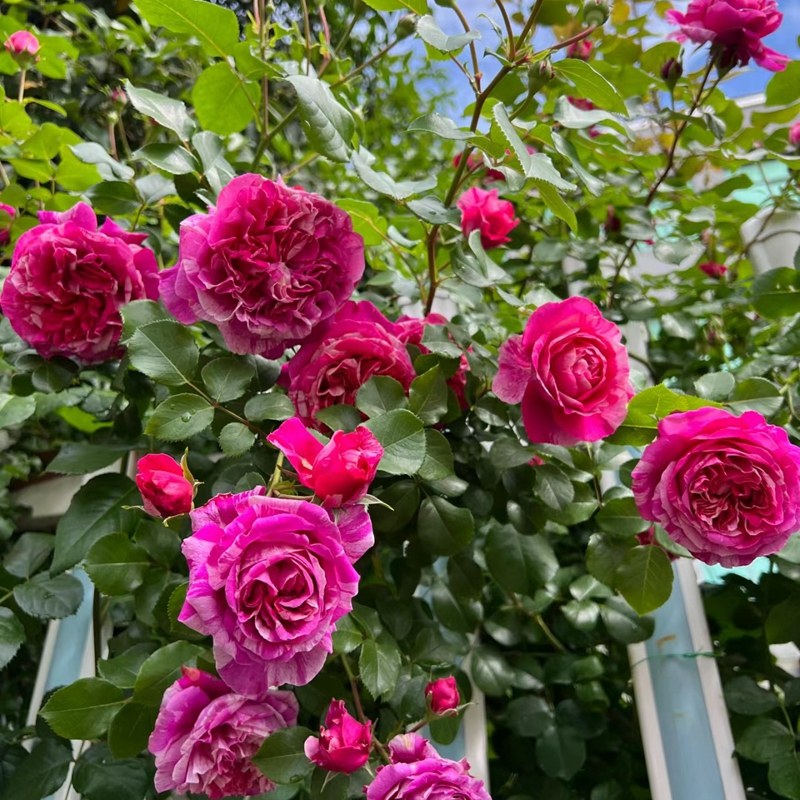 依蕾莎斯特月季四季开花蔷薇花苗爬藤月季条纹大花庭院藤本欧月