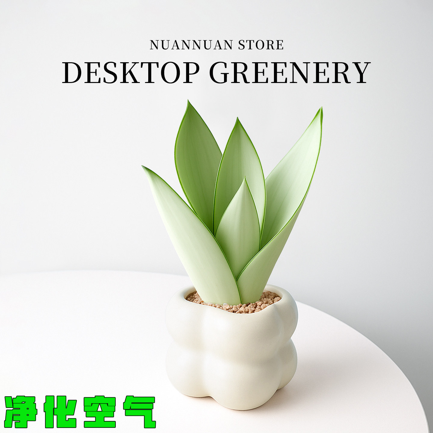 白玉虎皮兰盆栽四季常青绿植办公室客厅桌面摆放花卉名贵花草植物