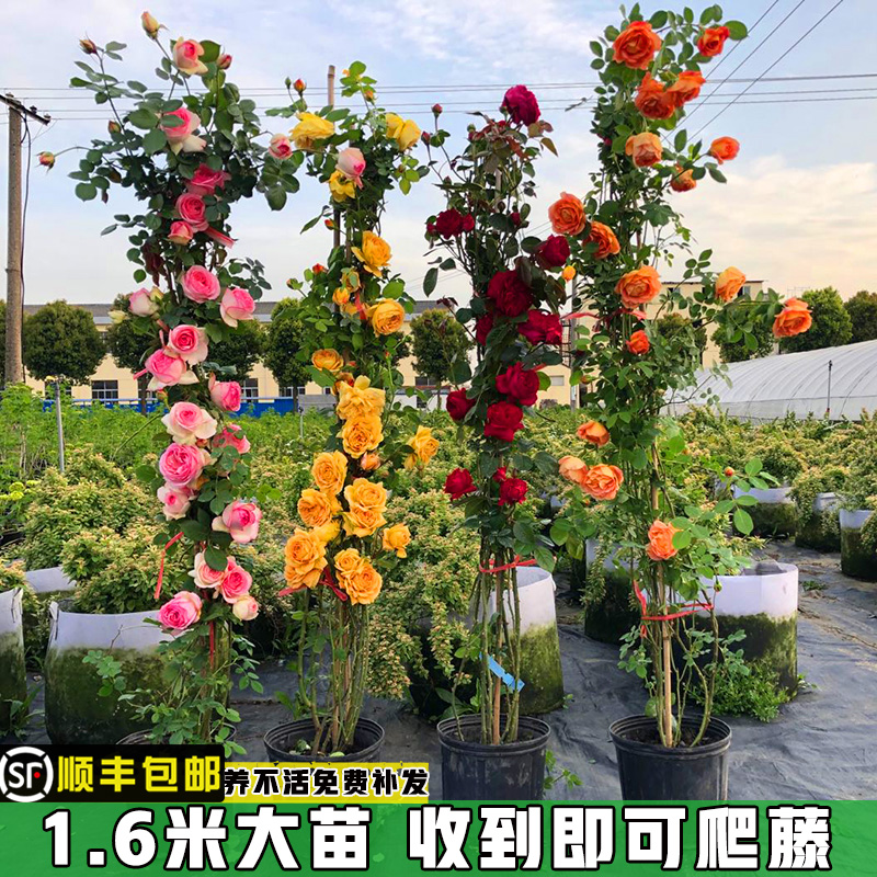 1.6米月季花苗大花浓香爬藤花卉