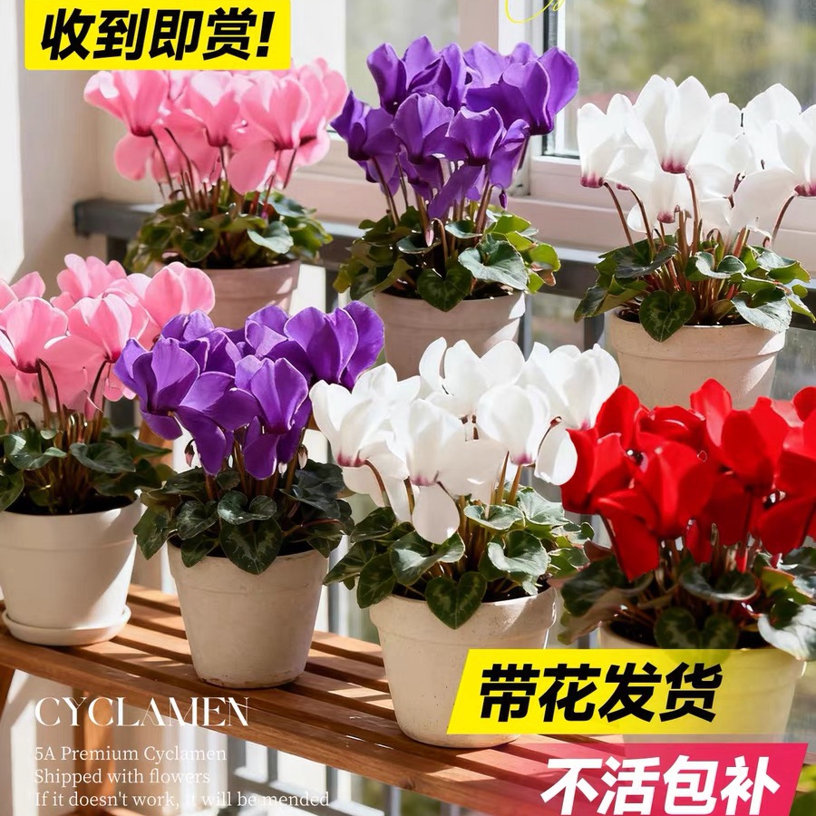仙客来盆栽花卉年宵花绿植办公室客厅带花苞植物重瓣大花四季开