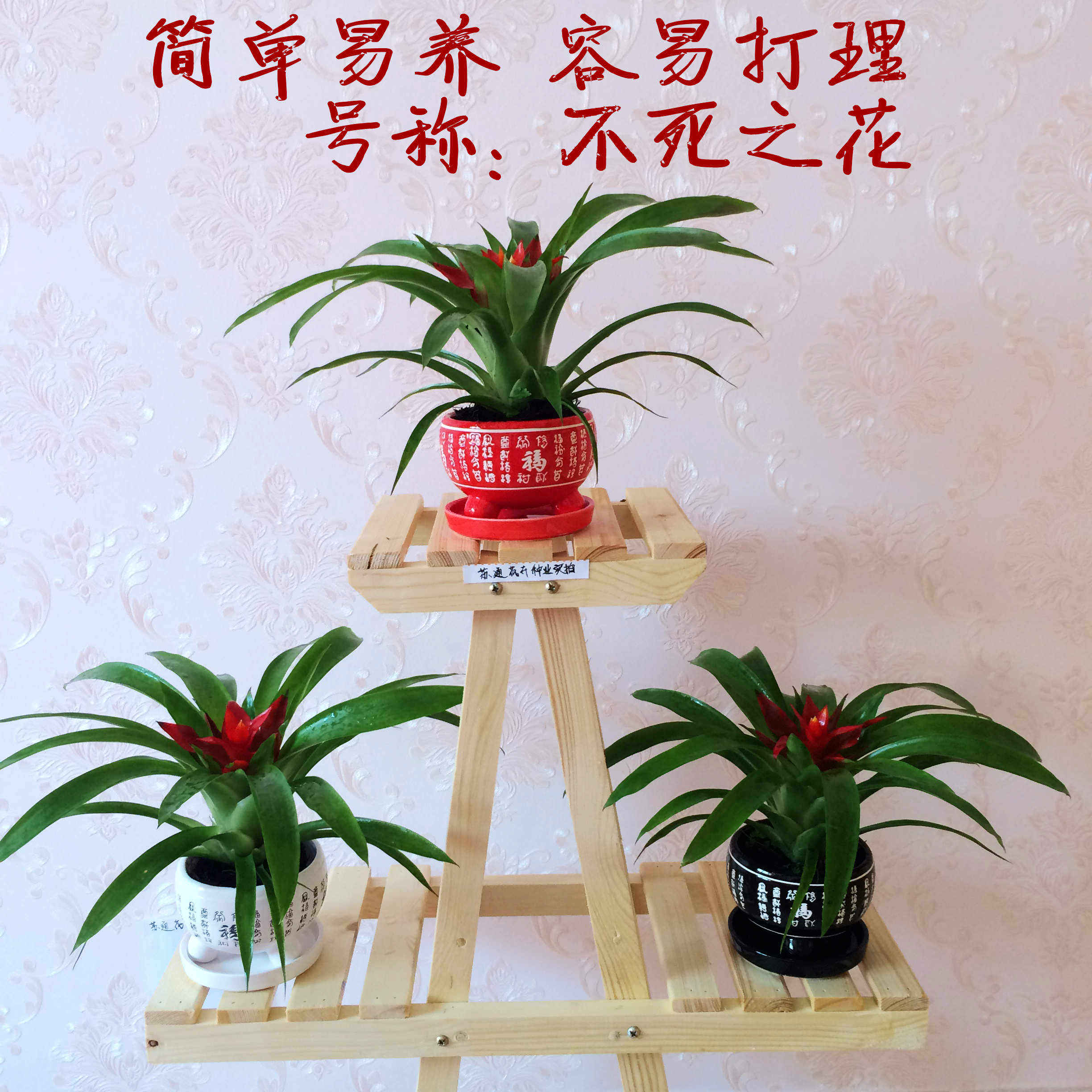 鸿运当头盆栽花卉绿植大四季开花客厅办公室小红星净化空气凤梨花