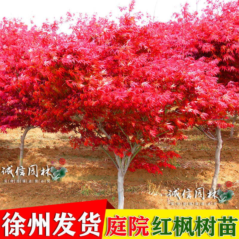 四季种植红枫树苗红舞姬庭院别墅中国三季红枫小苗阳台盆栽枫花卉