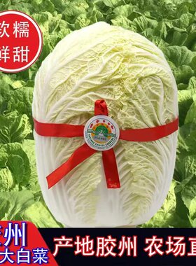 胶州新鲜黄心大白菜现货发出