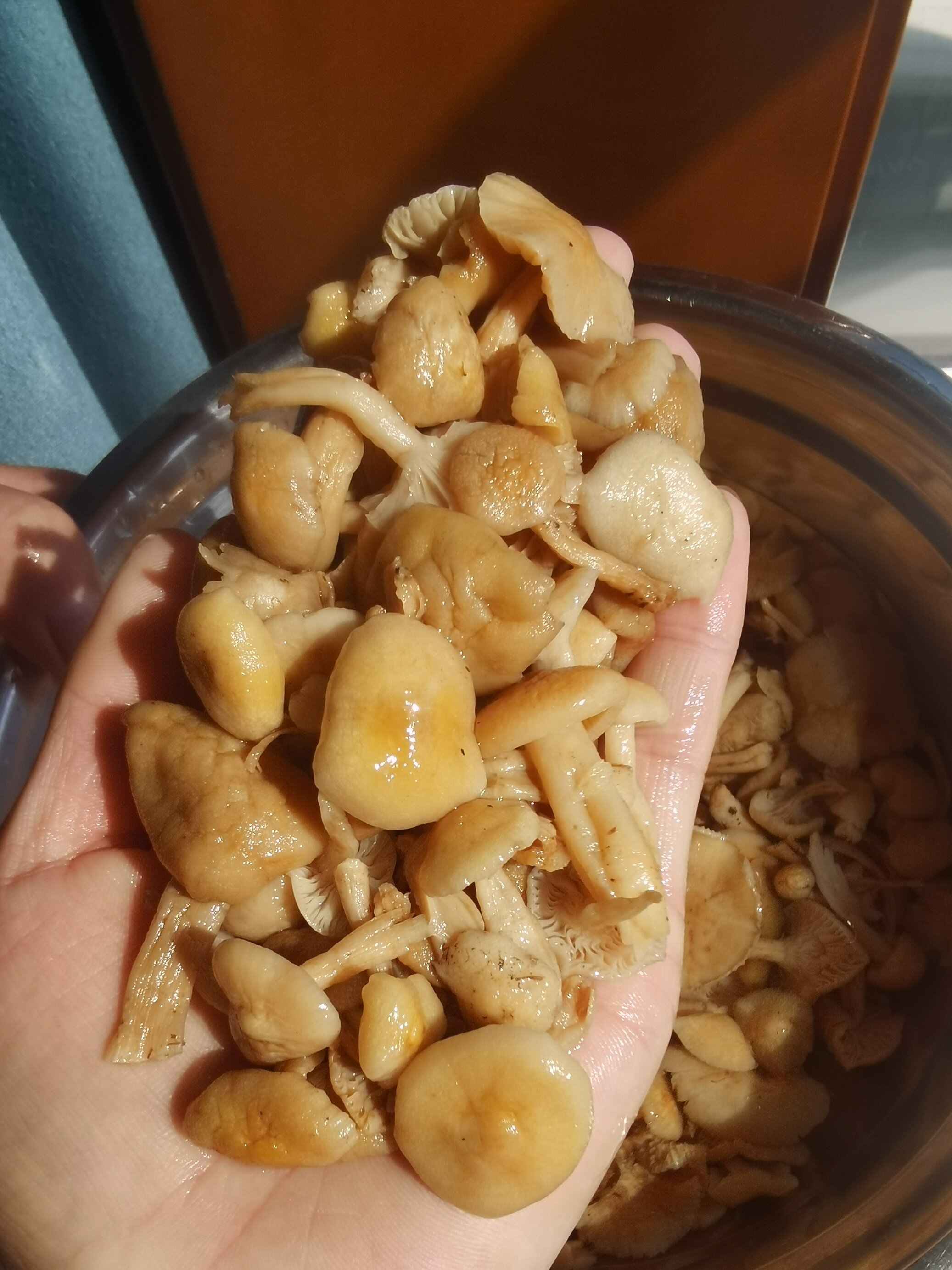 小黄蘑 东北野生小黄蘑 农家自然晾晒无硫熏250克/500克包邮