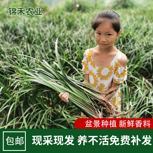 新鲜现采五香草去腥香料