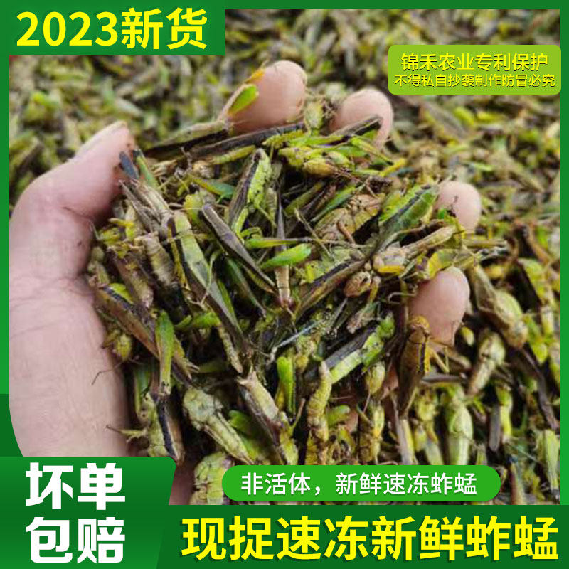 贵州特产新鲜野生蚂蚱稻田蚱蜢青草蝗虫活体速冻真空包装500g包邮