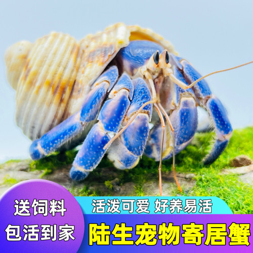 宠物陆生寄居蟹好养易活观赏蟹