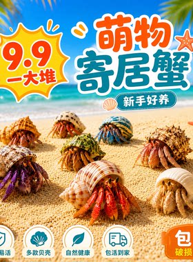 小豆丁陆生寄居蟹观赏蟹活物饲养造景套装好养易活螃蟹桌面萌宠蟹