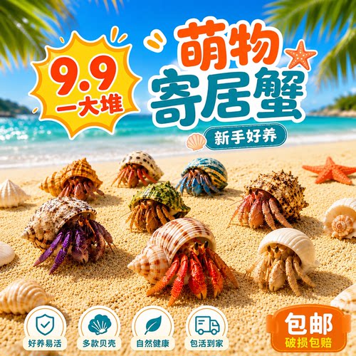 小豆丁陆生寄居蟹观赏蟹活物饲养造景套装好养易活螃蟹桌面萌宠蟹